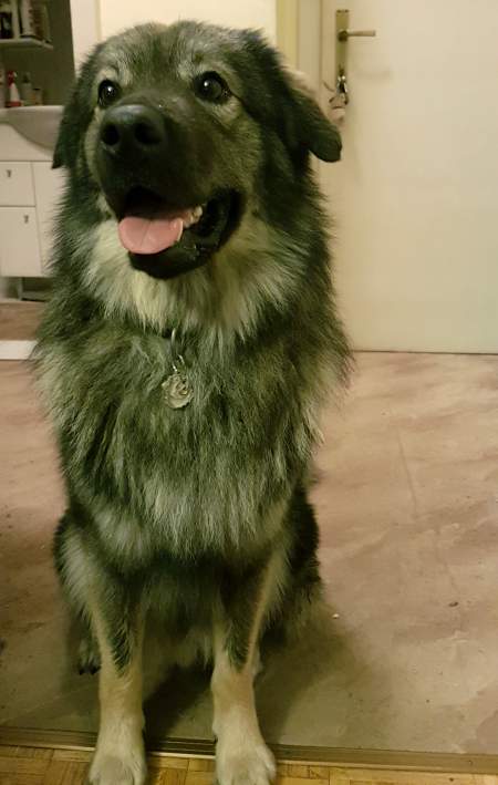 karst shepherd nar.jpg